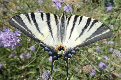 <i>Iphiclides podalirius</i>