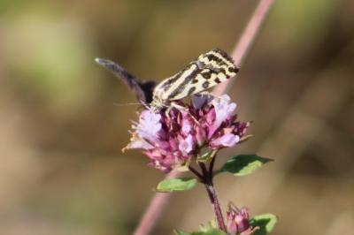 <i>Emmelia trabealis</i>