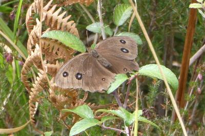 <i>Minois dryas</i>