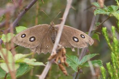 <i>Minois dryas</i>
