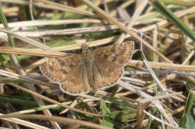 <i>Erynnis tages</i>
