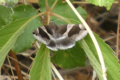 <i>Dysgonia algira</i>