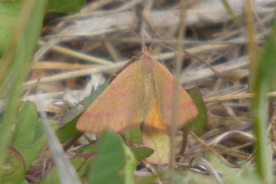 <i>Lythria purpuraria</i>