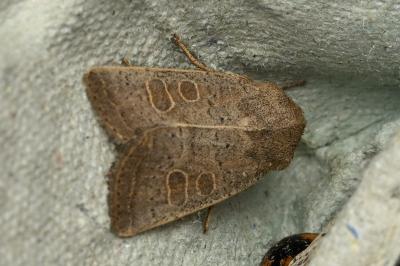<i>Hoplodrina ambigua</i>