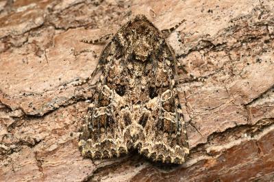 <i>Hadena bicruris</i>