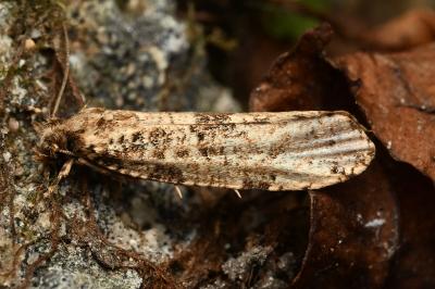 <i>Morophaga choragella</i>