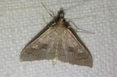 <i>Mecyna asinalis</i>