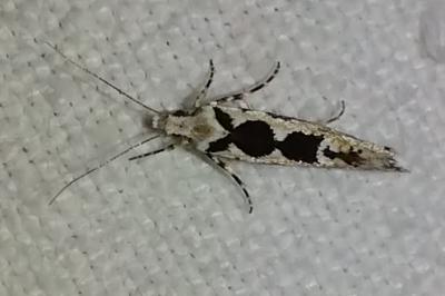<i>Ypsolopha sequella</i>