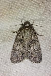 <i>Acronicta rumicis</i>