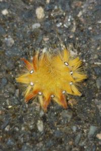 <i>Acronicta aceris</i>