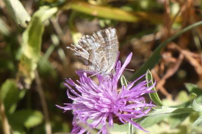 <i>Cacyreus marshalli</i>