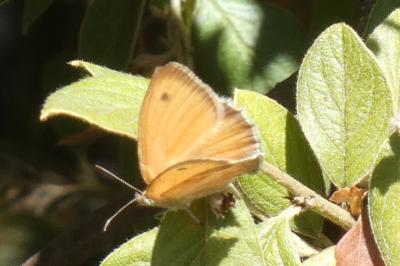 <i>Coenonympha pamphilus</i>