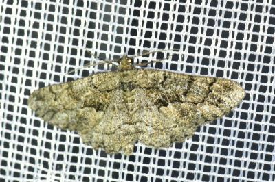 <i>Peribatodes ilicaria</i>