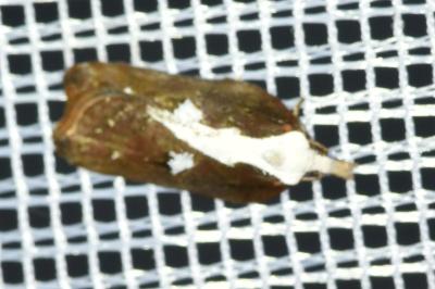 <i>Acleris cristana</i>