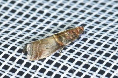 <i>Acrobasis advenella</i>