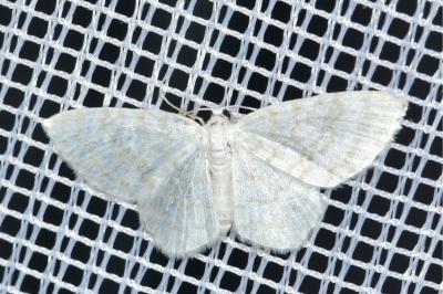 <i>Asthena albulata</i>