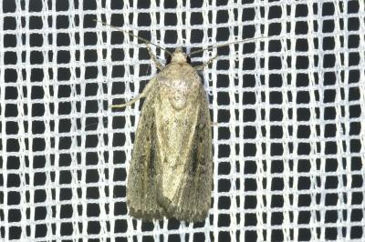 <i>Proxenus hospes</i>