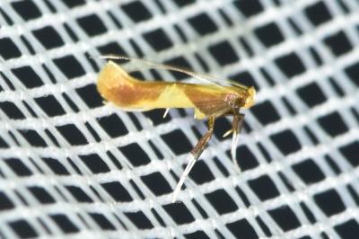 <i>Caloptilia</i>