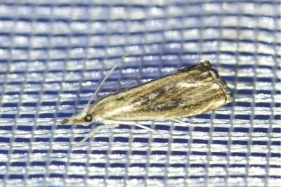 <i>Catoptria verellus</i>