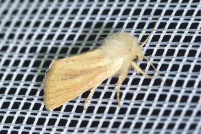 <i>Denticucullus pygmina</i>
