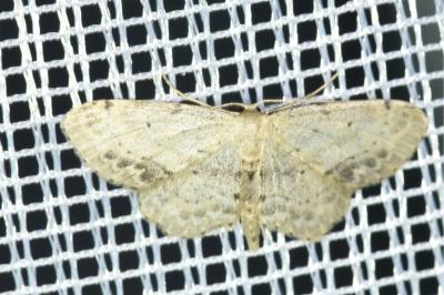 <i>Idaea dimidiata</i>