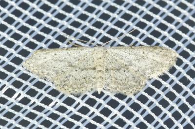 <i>Idaea seriata</i>
