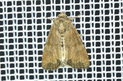 <i>Mesoligia furuncula</i>