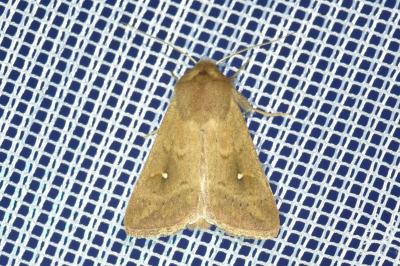 <i>Mythimna albipuncta</i>