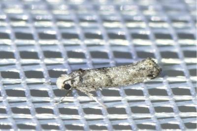 <i>Paraswammerdamia nebulella</i>