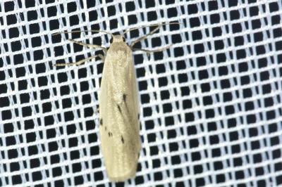 <i>Pelosia muscerda</i>