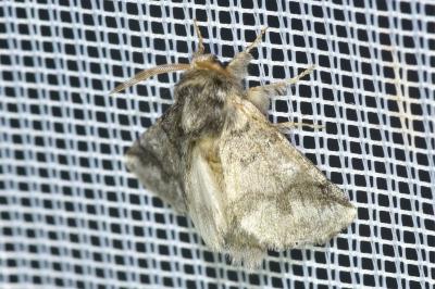 <i>Thaumetopoea processionea</i>