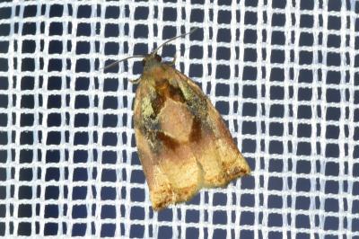 <i>Archips podana</i>