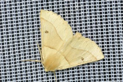 <i>Crocallis elinguaria</i>