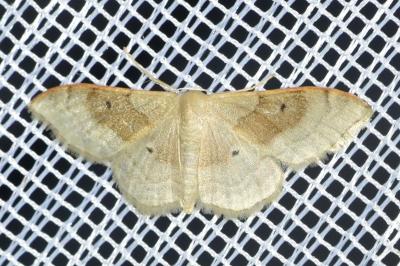 <i>Idaea degeneraria</i>