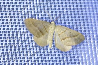 <i>Scotopteryx luridata/mucronata</i>