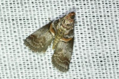 <i>Acrobasis advenella</i>