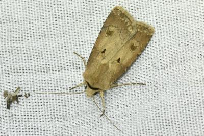 <i>Agrotis exclamationis</i>