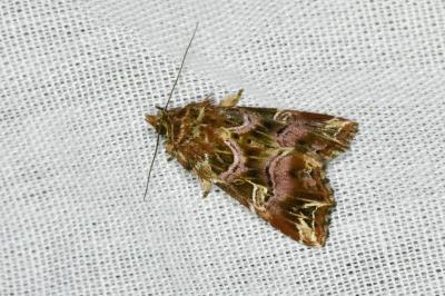 <i>Callopistria juventina</i>