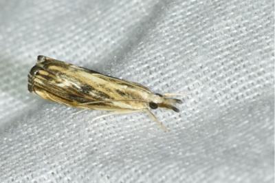 <i>Catoptria verellus</i>