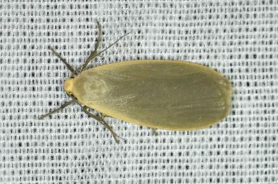 <i>Collita griseola</i>
