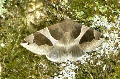 <i>Dysgonia algira</i>