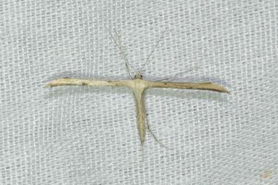 <i>Emmelina argoteles/monodactyla</i>