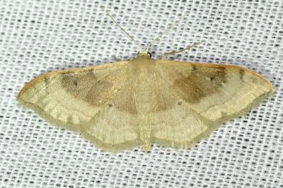 <i>Idaea degeneraria</i>