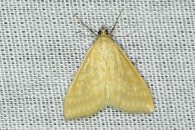 <i>Sitochroa verticalis</i>