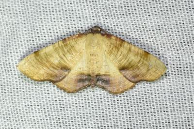 <i>Plagodis dolabraria</i>