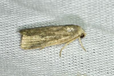 <i>Proxenus hospes</i>