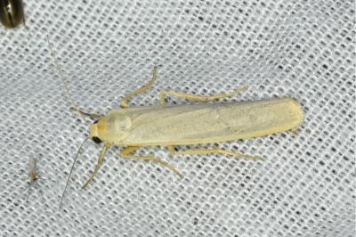 <i>Manulea complana</i>