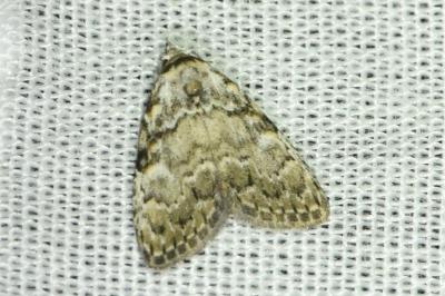 <i>Meganola strigula</i>