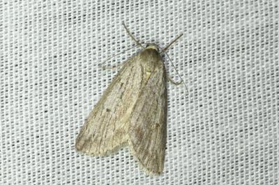 <i>Pachycnemia hippocastanaria</i>