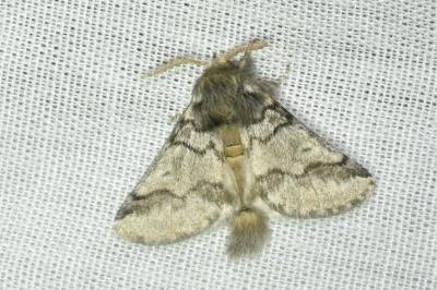 <i>Thaumetopoea processionea</i>